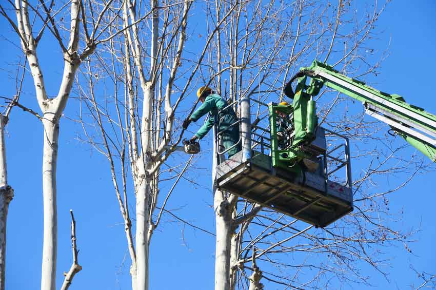 Élagueur et paysagiste à Palaiseau à Massy (91)